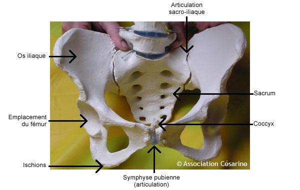 Bassin (anatomie) — Wikipédia